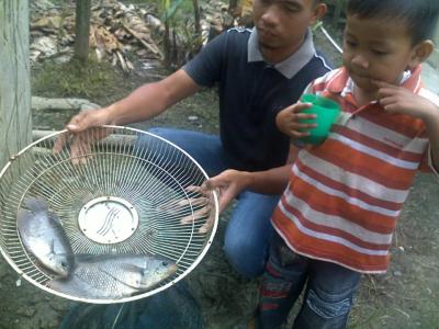 Budidaya Ikan Gurame Menjanjikan. 